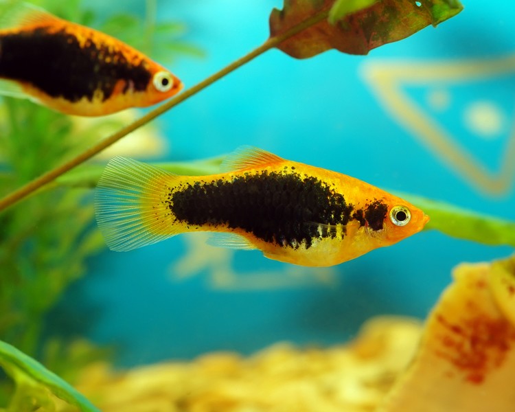 Tuxedo Yellow Platy ~ 2cm